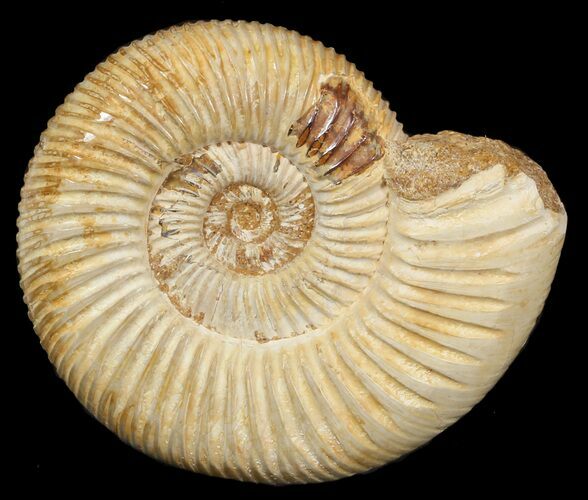 Perisphinctes Ammonite - Jurassic #46889